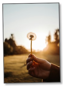 Picture of a hand holding a dandelion communicating need for unity in a time of global overconsumption. 