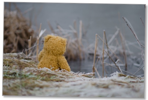 Picture of the back of a yellow teddy bear sitting in grass on the edge of a lake in winter appealing for an end to overconsumption. 