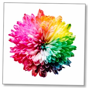 Picture of a multi-coloured Chrysanthemum to communicate an alternate perspective