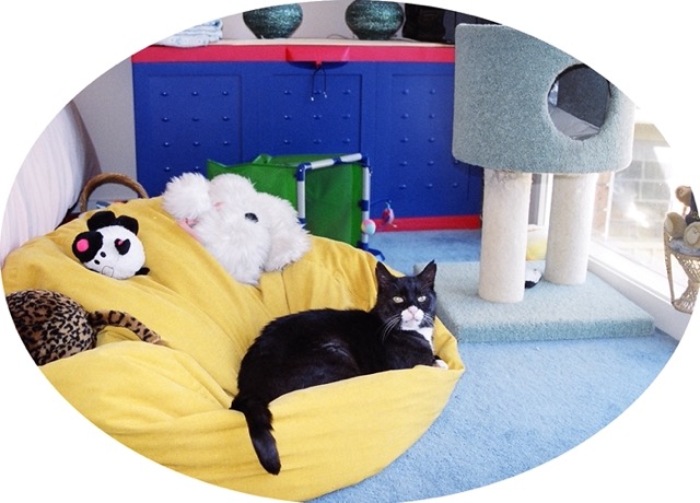 Picture of a black cat with white nose and chest on a beanbag with scratching pole in background, communicating contentment and connection.