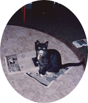 Picture of a black cat with white nose and paws sitting on a newspaper on the floor, communicating the need for understanding.