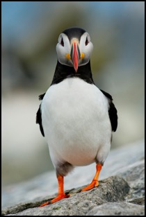 A single puffin looking at the camera, asking you to tell people to contact Connections Matter.