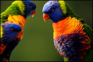 Two lorikeets looking at each other, thinking about contacting Connections Matter.