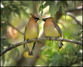 Two birds interacting on a branch, to let people know to contact Connections Matter.